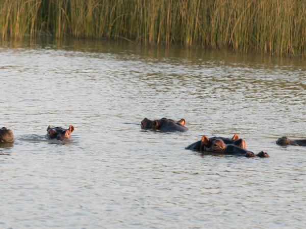 Common hippopotamus (Hippopotamus amphibius)